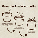 MATITA PIANTABILE DI SENAPE